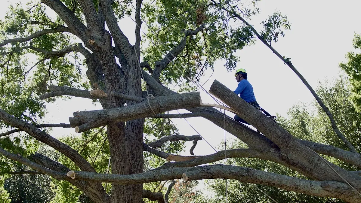 Professional Hazardous Tree Removal performed by certified arborists in New Albany